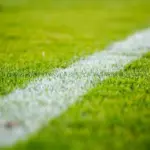 8 planter der tåler slid fra fodbold og ser godt ud i haven